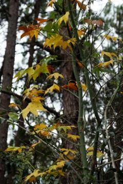 Maple leaf in Dalat jungle Stock Photos