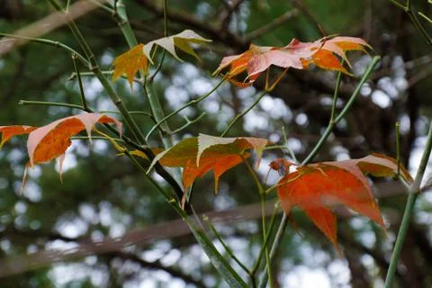 Maple leaf in Dalat jungle Stock Photos