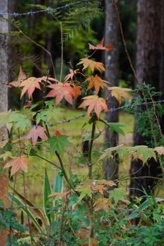 Maple leaf in Dalat jungle Stock Photos