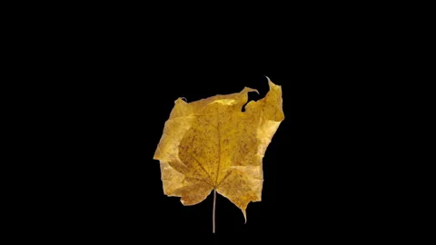 Maple Leaf Dehydrating, Curling and Withering Time Lapse, 4K Vidéo 344753091