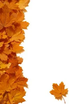 Maple Leaf Design Stock Photos