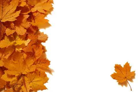 Maple Leaf Design Foto stock