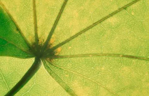 Maple leaf detail / (acer spec.) Foto stock