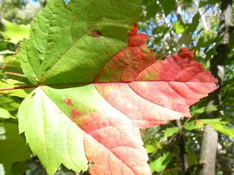 Maple leaf detail, Canada in North America. Foto stock