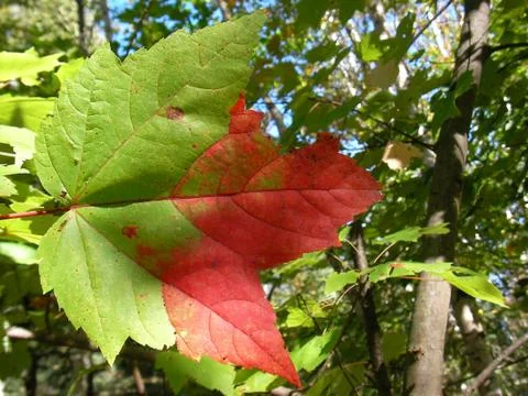 Maple leaf detail, Canada in North America. Foto stock