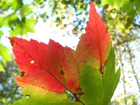 Maple leaf detail, Canada in North America. Foto stock