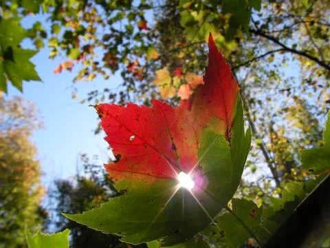 Maple leaf detail, Canada in North America. Foto stock