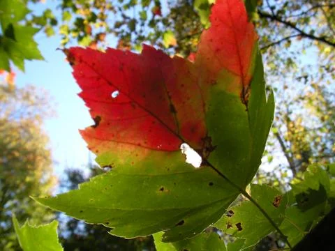 Maple leaf detail, Canada in North America. Foto stock