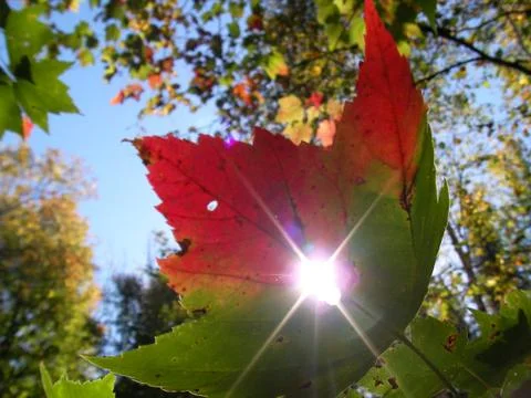 Maple leaf detail, Canada in North America. Foto stock