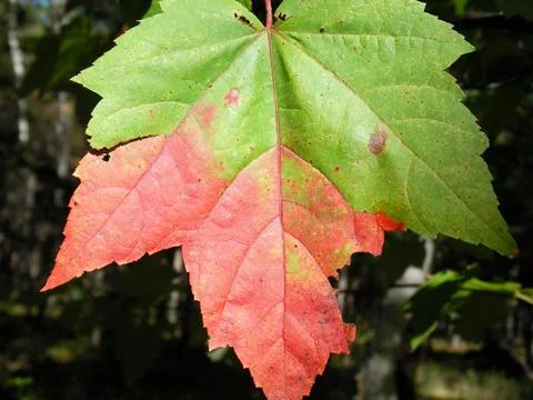 Maple leaf detail, Canada in North America. Foto stock