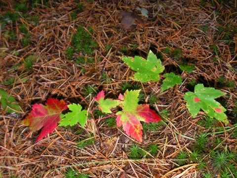 Maple leaf detail, Canada in North America. Stock Photos