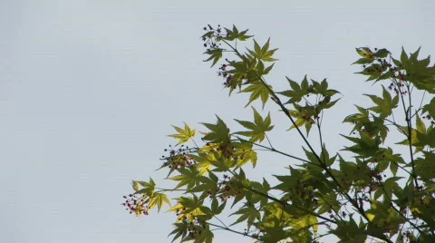 Maple leaf detail over sky Stock Footage 112934