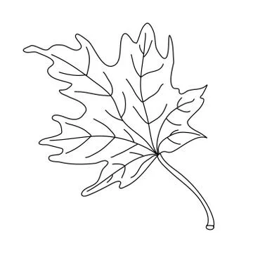 Maple leaf in doodle style. Stock Illustration