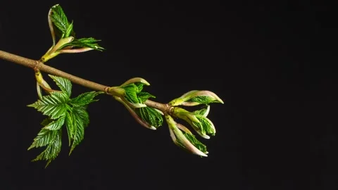 Maple leaf drive out turn Video stock 273698348