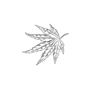 Maple leaf engraved hand drawn vector illustration, season japanese maple Stock Illustration