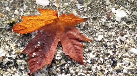 Maple Leaf in Fall Video stock 8761393