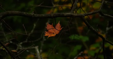 Maple leaf in fall Stock Footage 238796420