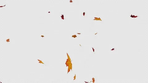 Maple Leaf Fall Vídeos de archivo 251018511