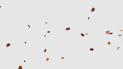Maple Leaf Fall Video stock 251018654