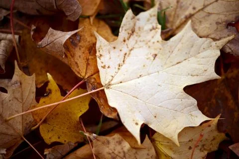 Maple leaf in fall laying between other leaves 库存照片