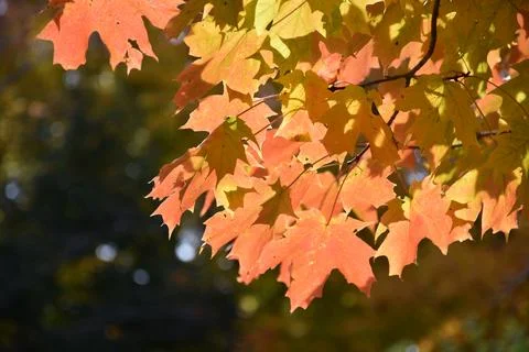 A maple leaf in the fall Stock Photos