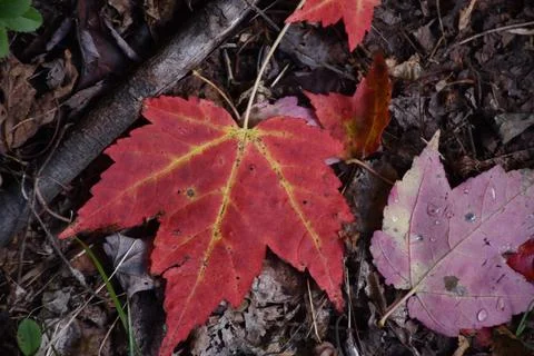 A Maple Leaf in the Fall Stock Photos