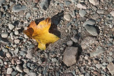 Maple leaf falled on the floor Foto stock