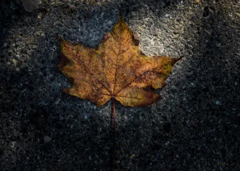 Maple leaf fallen on the road. Stock Photos