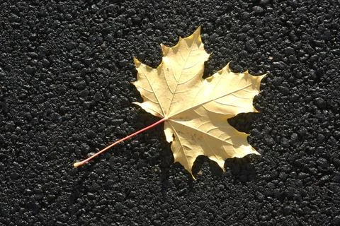 Maple leaf fallen on the tar road ; Sweden Copyright: xAngeloxD Silva/Dino... Stock Photos