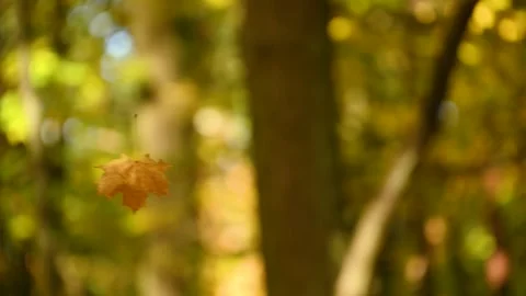 Maple leaf falling and spinning through woodland forest Stock Footage 331202419
