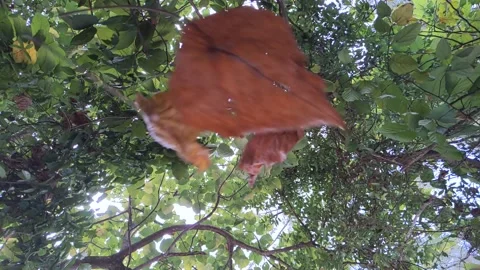 Maple leaf falls 스톡 동영상 144157837