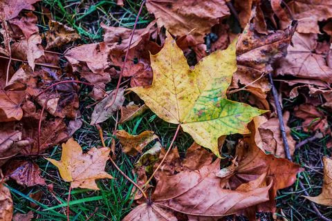 Maple leaf falls to the ground. Beautiful autumn fallen leaves 스톡 사진