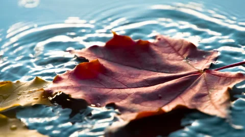 Maple Leaf Falls Into the Water 4K Stock Footage 68857322