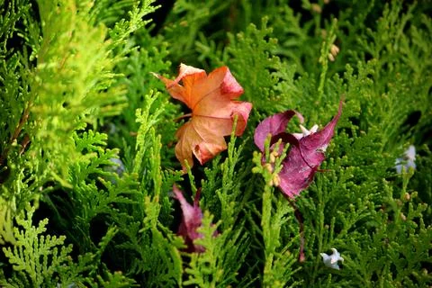 The maple leaf fell from the tree and settled on the pine. Stock Photos