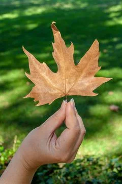 Maple leaf in female hand on background of green blurred grass. Stock Photos