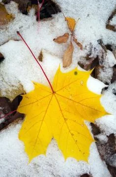 Maple leaf on first snow 写真素材