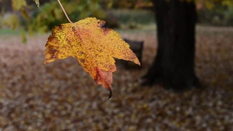 Maple leaf flapping in breeze Stock Footage 73778213