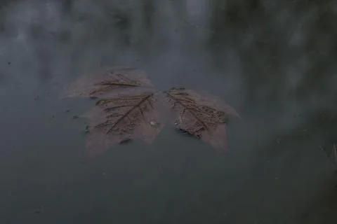 Maple leaf floating on dark water reflecting stillness Fotos de archivo
