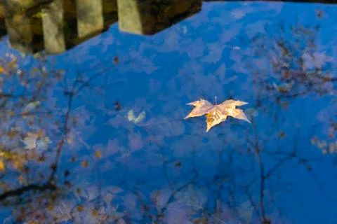 Maple Leaf Floating on the Lake Stock Photos