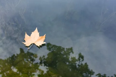 Maple leaf floating Stock Photos