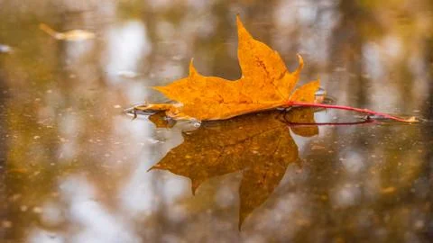 A maple leaf floating on water and its reflection on water in autumn Stock Photos