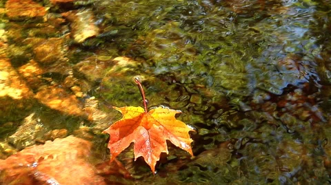 Maple leaf floats down clear stream Stock Footage 46546076