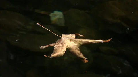 Maple leaf floats stream 스톡 동영상 36639210