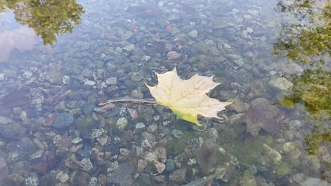 The maple leaf floats on water Stock Footage 288110220