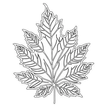 Maple leaf floral outline illustration sketch Stock Illustration