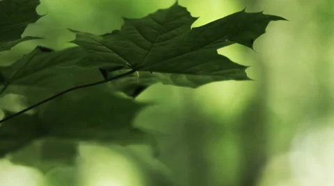 Maple leaf focuspull Stock Footage 49164094