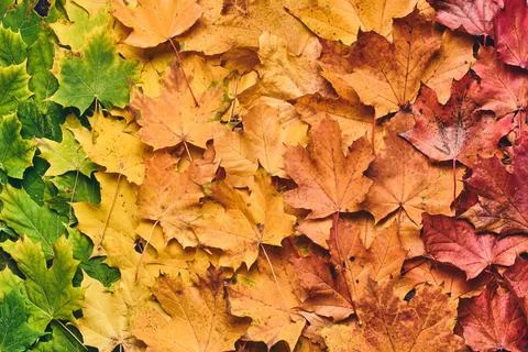 Maple leaf foilage colorful maple leaf foilage colorful. High quality phot... 스톡 사진
