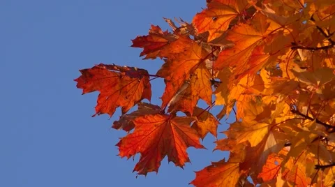 Maple leaf foliage colors closeup, with blue sky Video stock 43837605