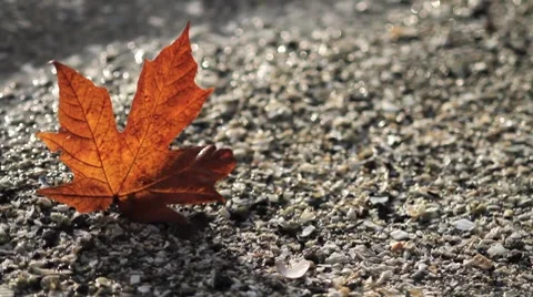 Maple Leaf Video stock 8760866