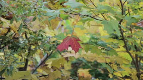 Maple leaf Stock Footage 22795729
